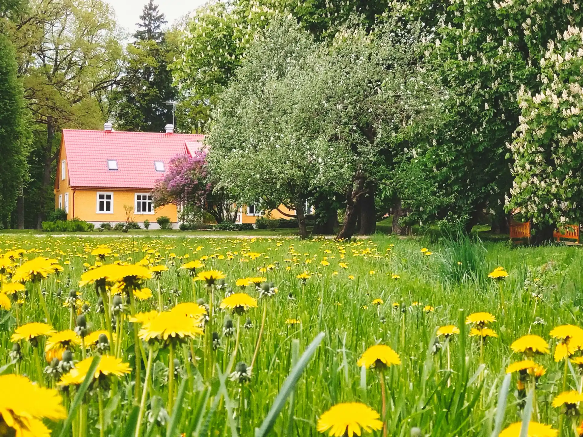 Ielejas māja pavasara pļavā ar pienenēm un veciem kokiem